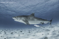   Tiger Shark named Notch cruising entourage fish. fish  